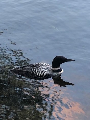 Loon